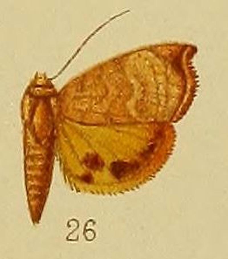 Pl.38-26-Hyblaea xanthia Hampson, 1910