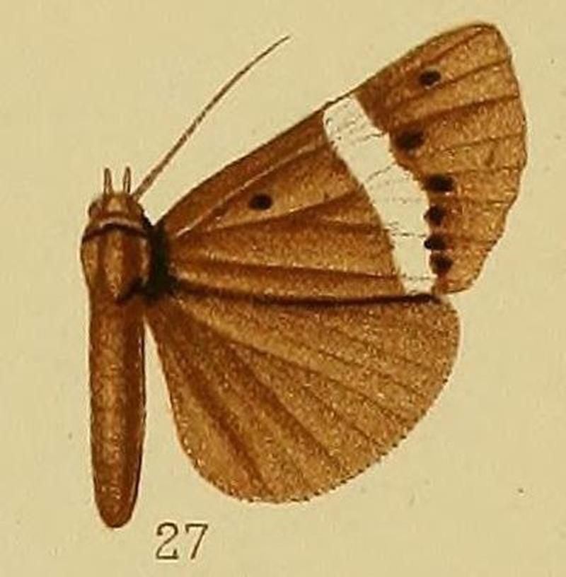 Pl.38-27-Hypena leucozona (Hampson, 1910) (Dichromia)