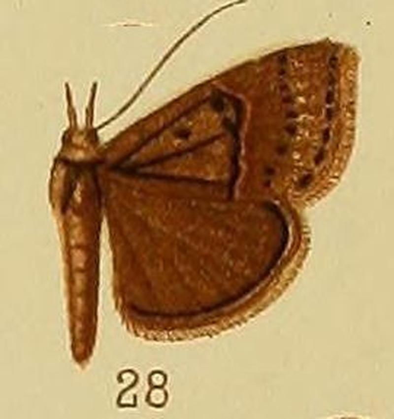 Pl.38-28-Hypena verticalis Hampson, 1910