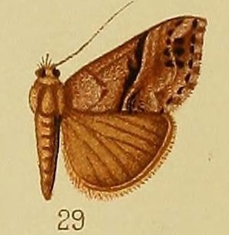Pl.38-29-Hypena tetrasticta Hampson, 1910