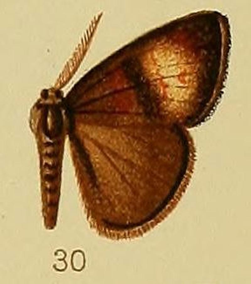 Pl.38-30-Aroa achrodisca Hampson, 1910