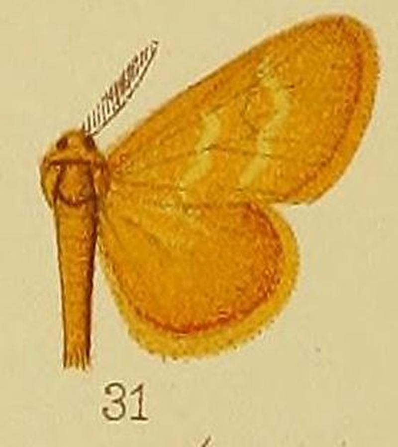 Pl.38-31-Euproctis fulvipennis Hampson, 1910