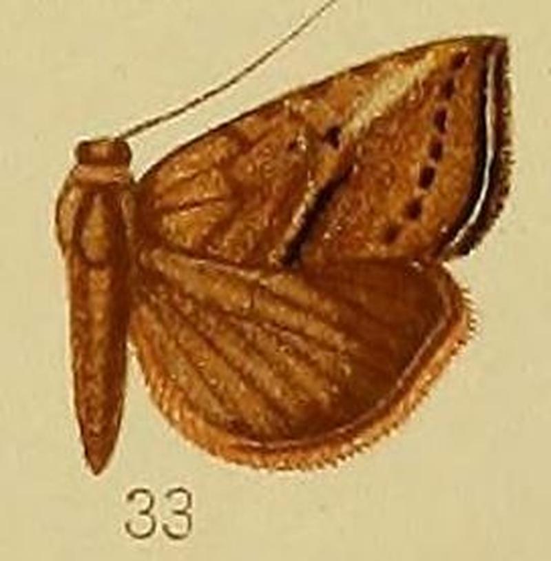 Pl.38-33-Rhynchina crassisquamata Hampson, 1910