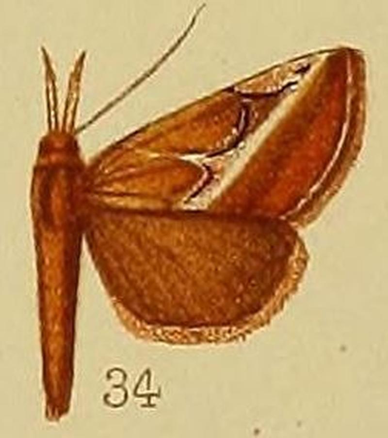 Pl.38-34-Rhynchina leucodonta Hampson, 1910