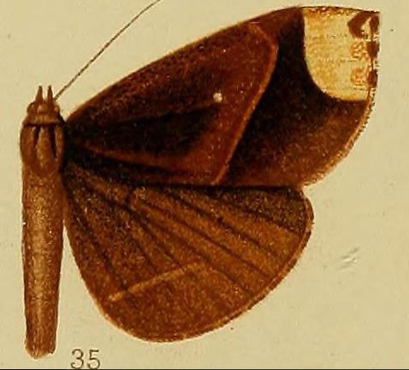 Pl.38-35-Deinypena apicata (Hampson, 1910) (Deinhypena)