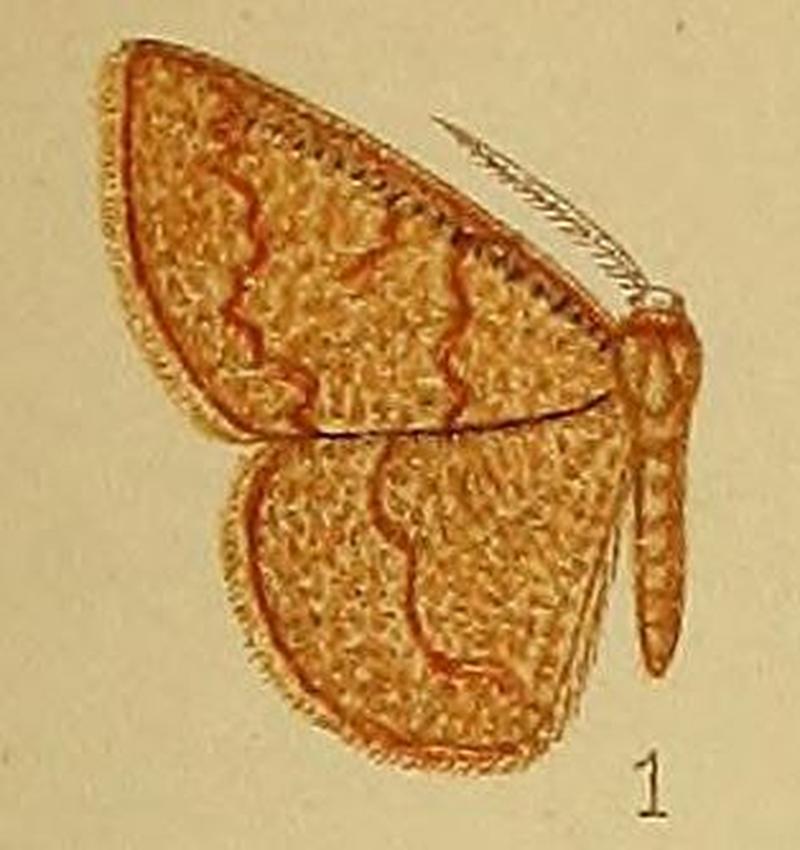 Pl.39-fig.01-Cacostegania australis Warren, 1901 (syn.S.glaucichroa)