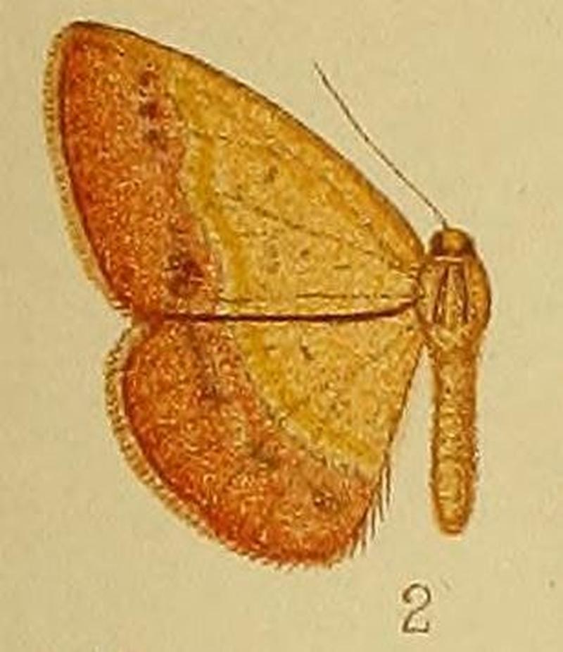 Pl.39-fig.02-Cacostegania confusa (Warren, 1901) (syn.S eurycraspis)