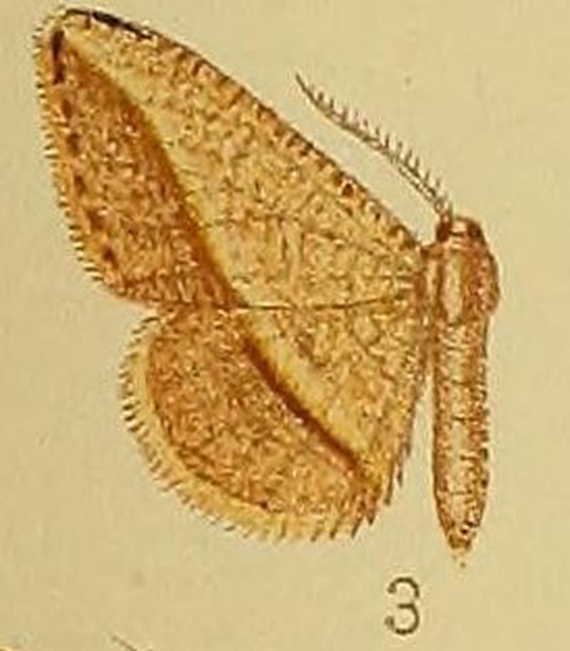 Pl.39-fig.03-Milocera arcifera (Hampson, 1910) (Tephrina)