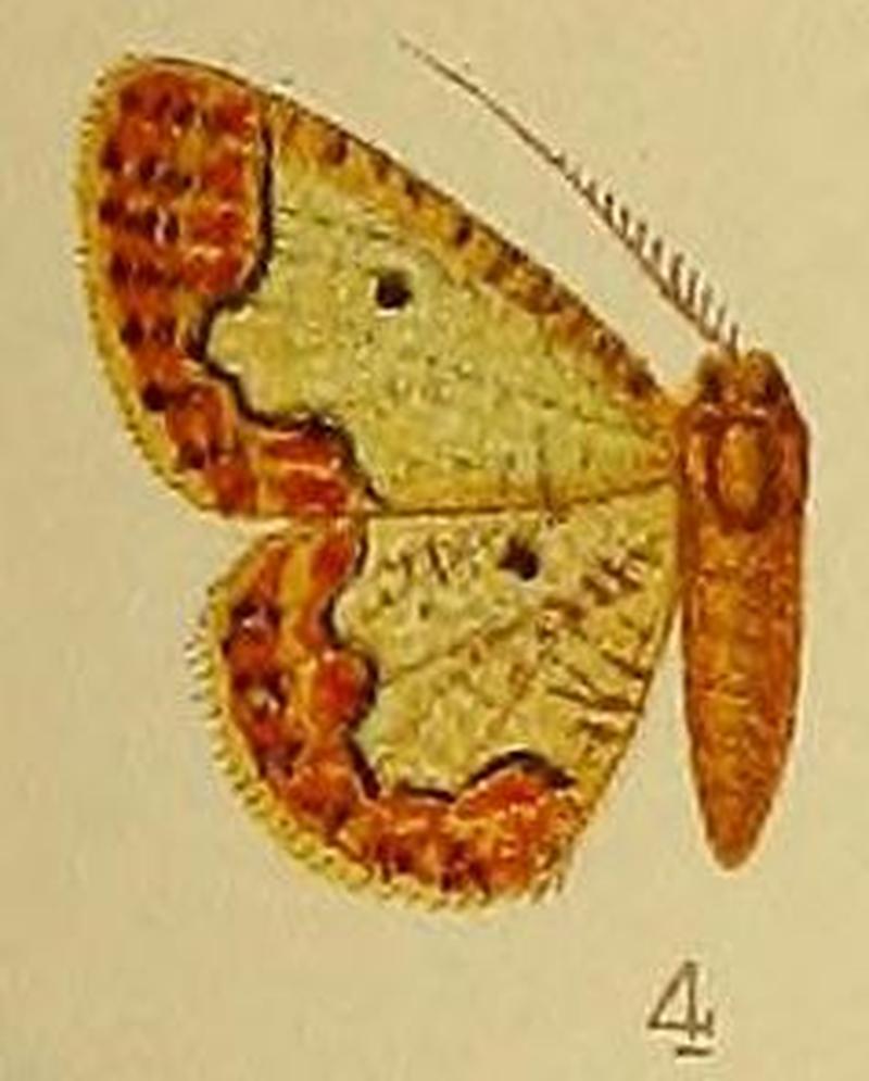 Pl.39-fig.04-Zamarada scintillans Bastelberger, 1909 (syn.Z.flavicincta)