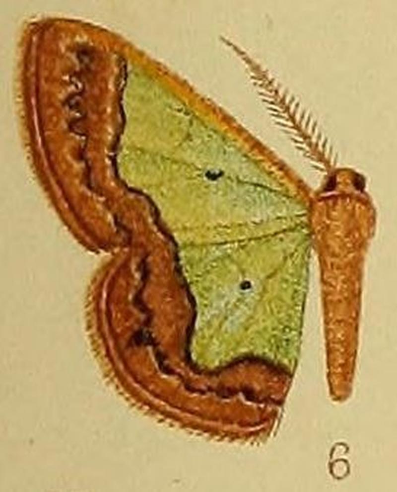 Pl.39-fig.06-Zamarada plana Bastelberger, 1909 (syn.Z.denticincta)