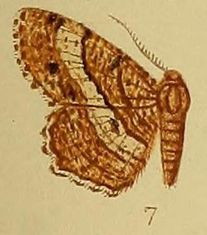 Pl.39-fig.07-Chiasmia curvifascia (Warren, 1897) (syn.B.pallidizona)