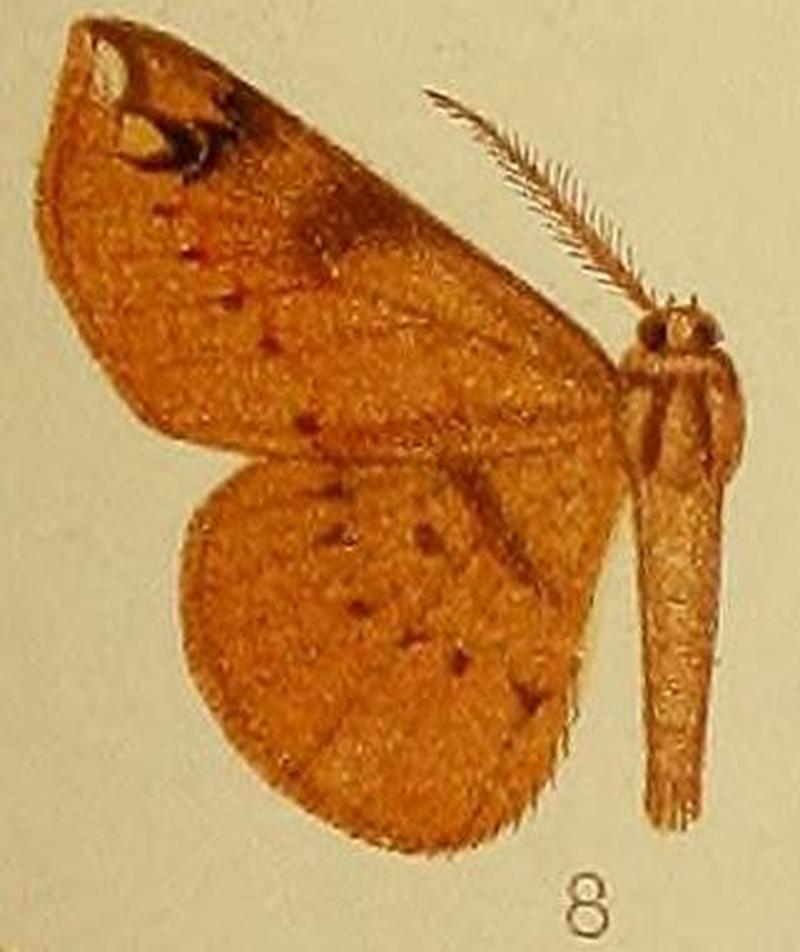 Pl.39-fig.08-Geolyces flavimacula (Hampson, 1910) (Mesocoela)