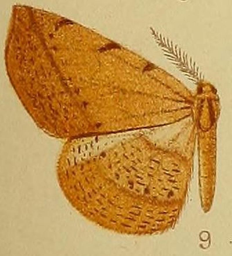 Pl.39-fig.09-Geolyces rufescens (Hampson, 1910) (Mesocoela)