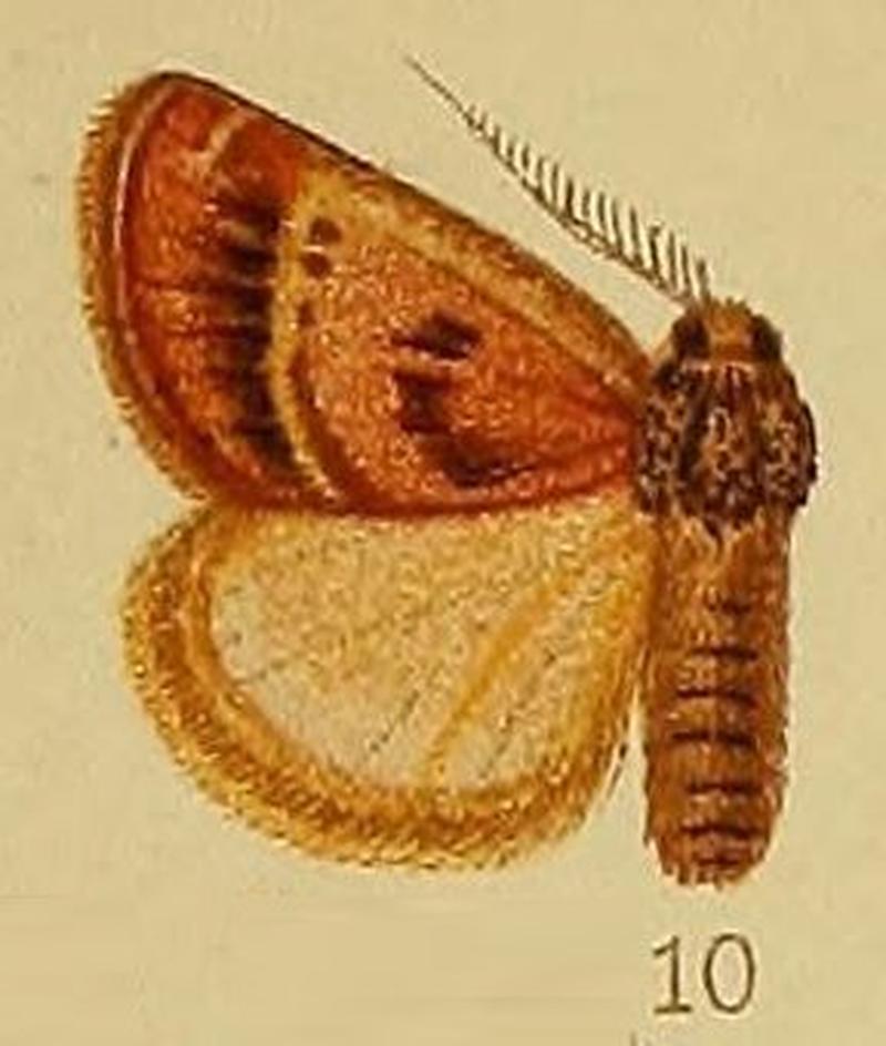 Pl.39-fig.10-Susica pyrocausta Hampson, 1910