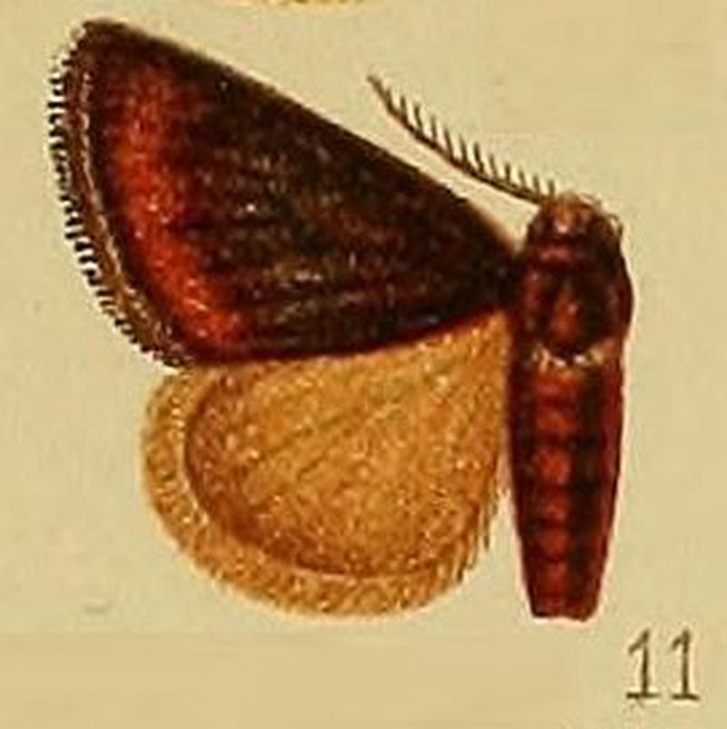 Pl.39-fig.11-Afromiresa ustitermina (Hampson, 1910) (Miresa)