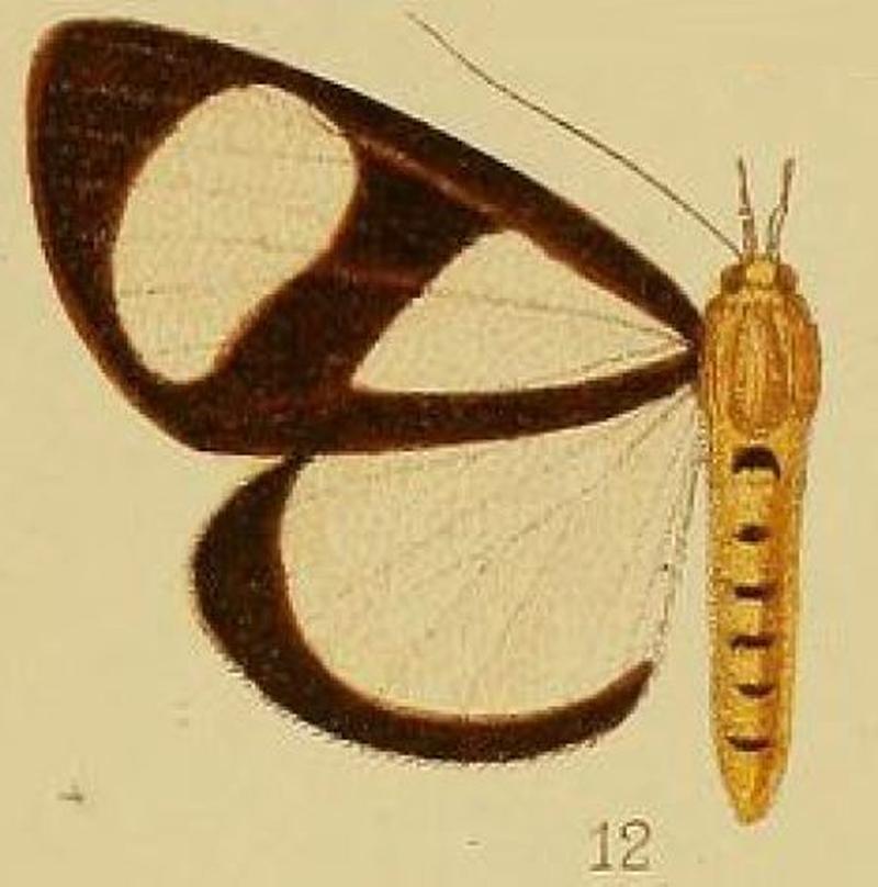 Pl.39-fig.12-Phaegorista xanthosoma Hampson, 1910