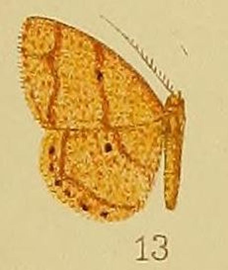 Pl.39-fig.13-Xenostega fallax Warren, 1899 (syn.S.diagramma)