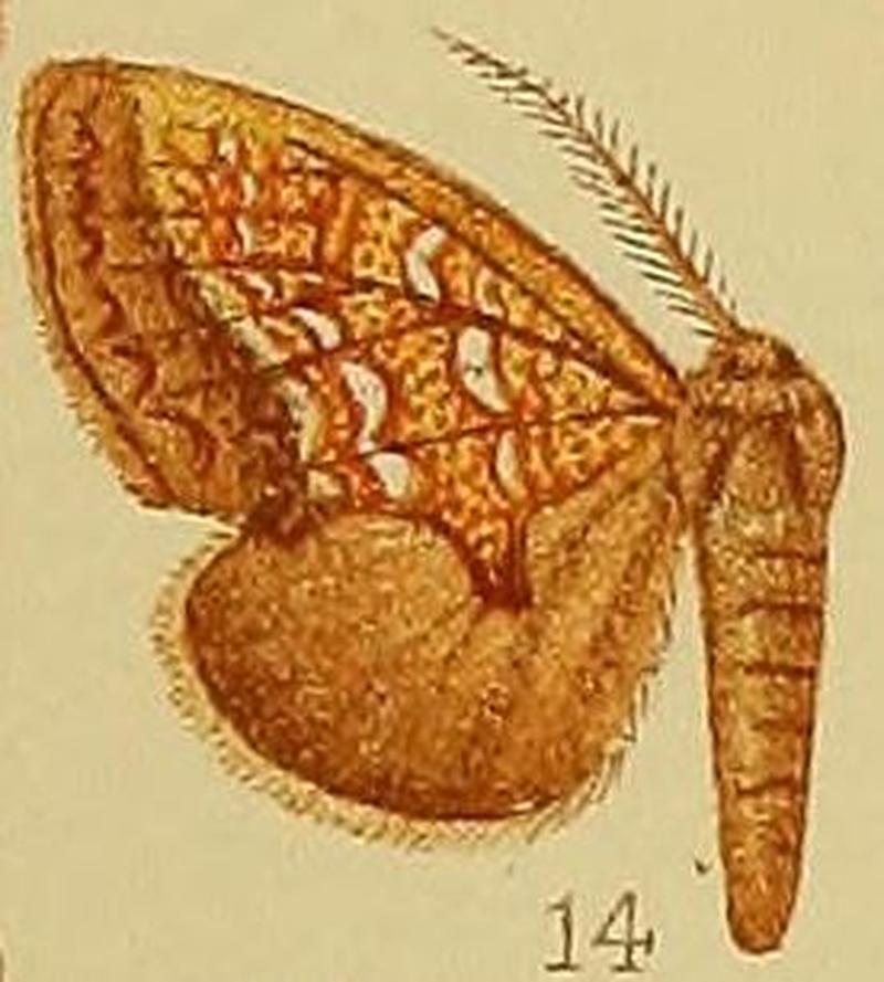 Pl.39-fig.14-Baliopteryx argyrophora (Hampson, 1910) (Spatalia)
