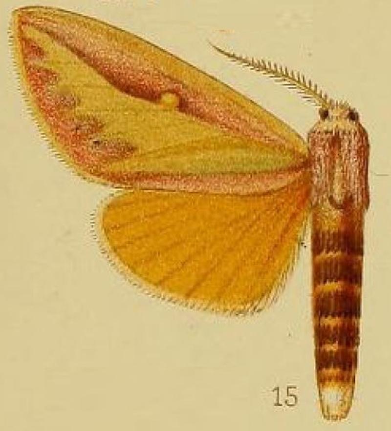 Pl.39-fig.15-Leucophlebia afra Karsch, 1891 (ssp.xanthopis)