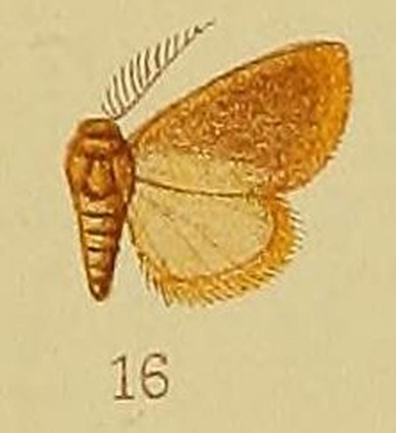 Pl.39-fig.16-Macroplectra rufopallens Hampson, 1910