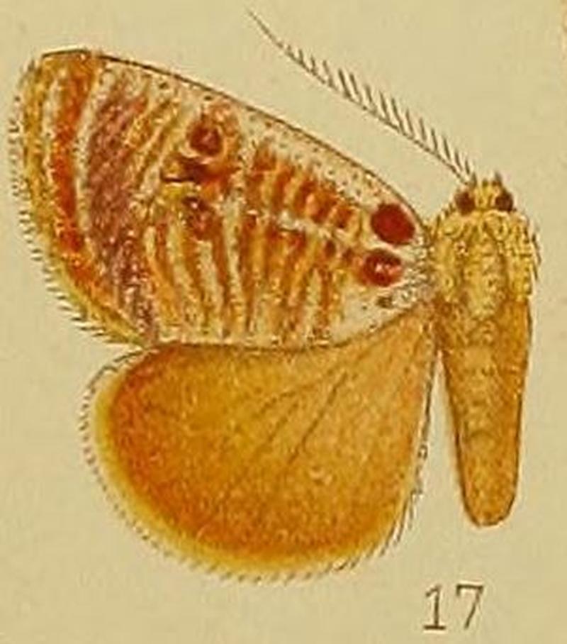 Pl.39-fig.17-Altha lacides Hampson, 1910