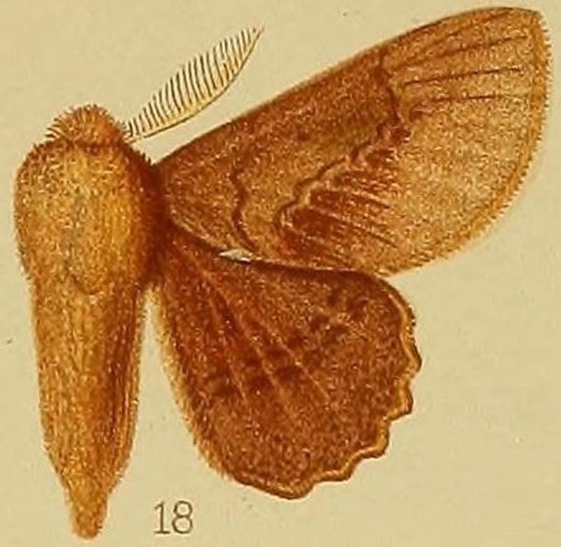 Pl.39-fig.18-Stenophatna cymographa (Hampson, 1910) (Pseudometa)
