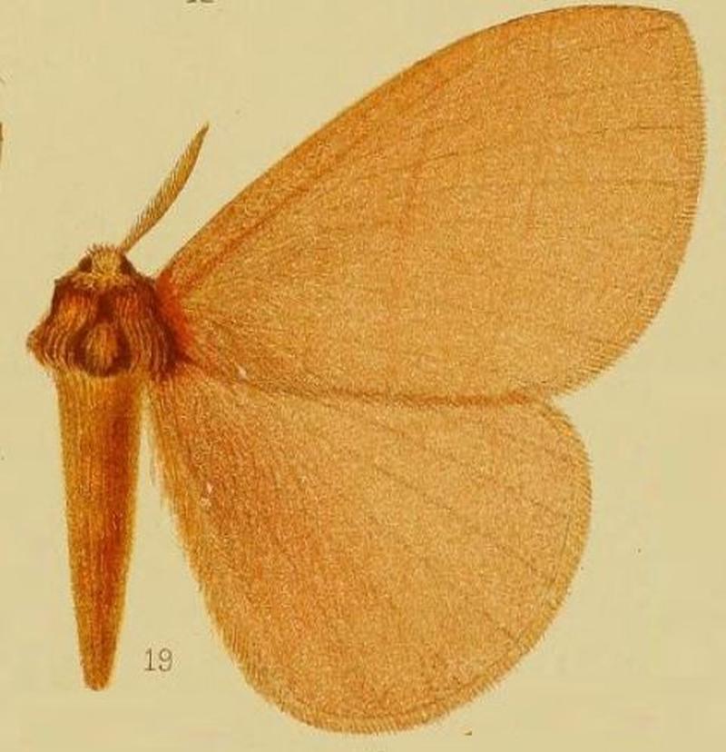 Pl.39-fig.19-Rhodopteriana anaemica (Hampson, 1910) (Hoplojana)