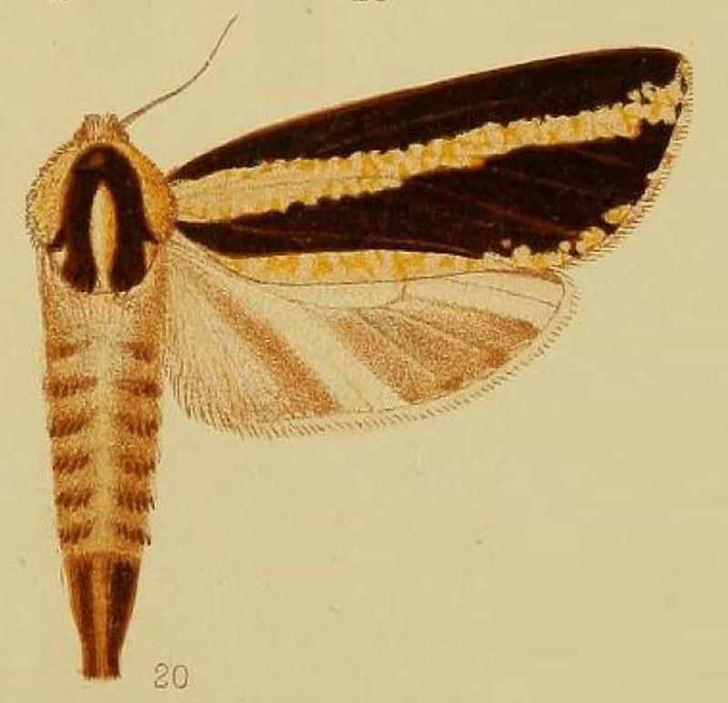 Pl.39-fig.20-Azygophleps atrifasciata Hampson, 1910