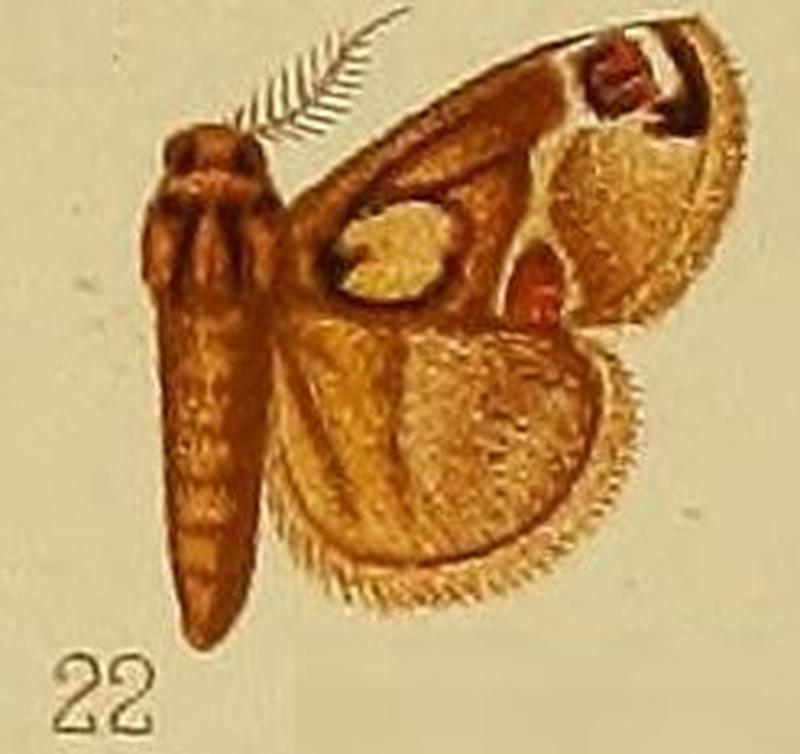 Pl.39-fig.22-Zinara discophora Hampson, 1910
