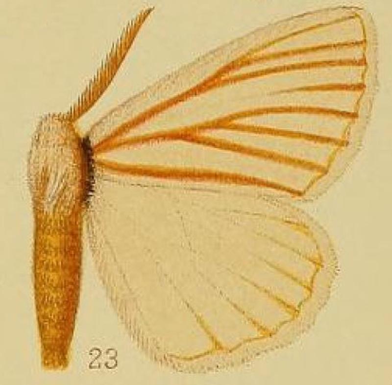 Pl.39-fig.23-Phiala nigrolineata Aurivillius, 1903 (syn.P.rubrivena)