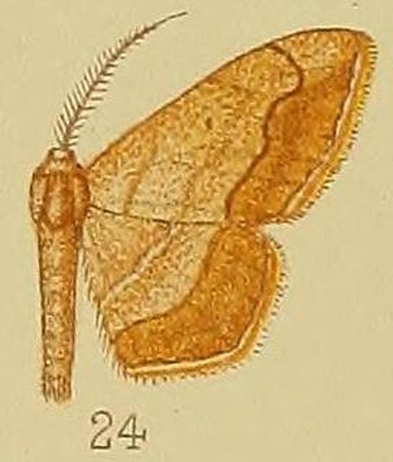 Pl.39-fig.24-Scopula curvimargo (Warren, 1900) (syn.I.nubicincta)