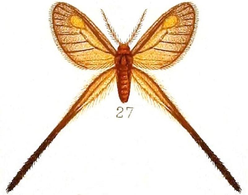 Pl.39-fig.27-Semioptila flavidiscata Hampson, 1910