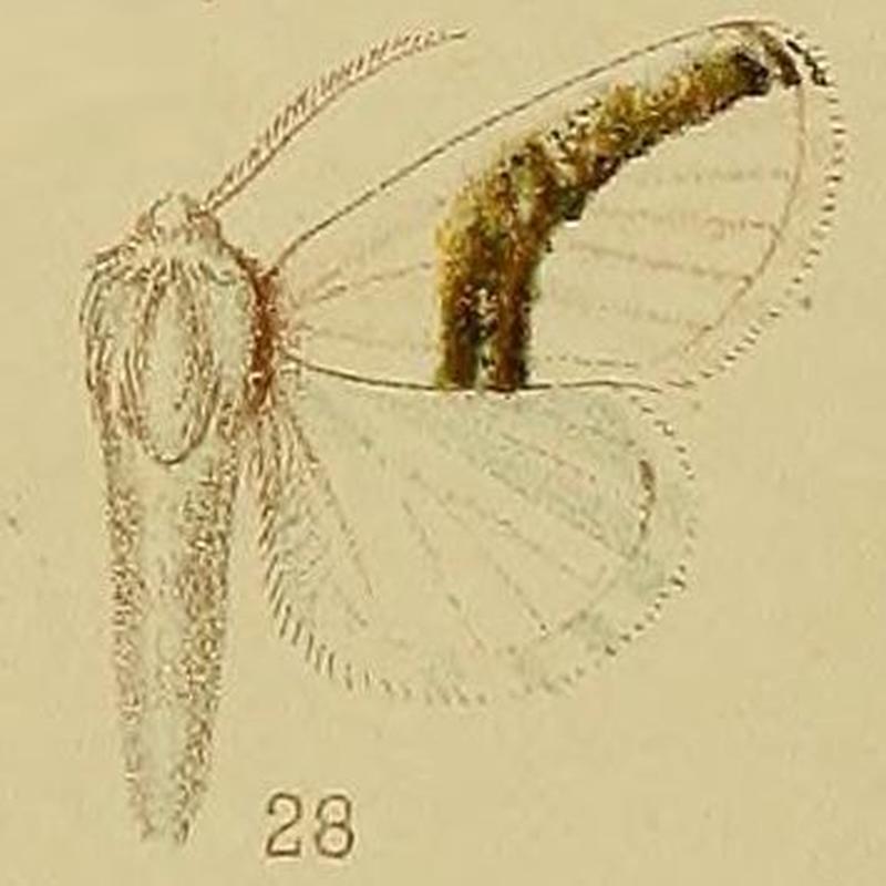 Pl.39-fig.28-Afraltha chionostola (Hampson, 1910) (Altha)