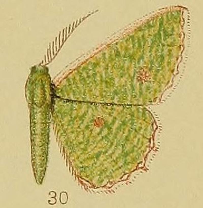 Pl.39-fig.30-Euproutia aggravaria (Guenée, 1858) ssp.rhodosticta