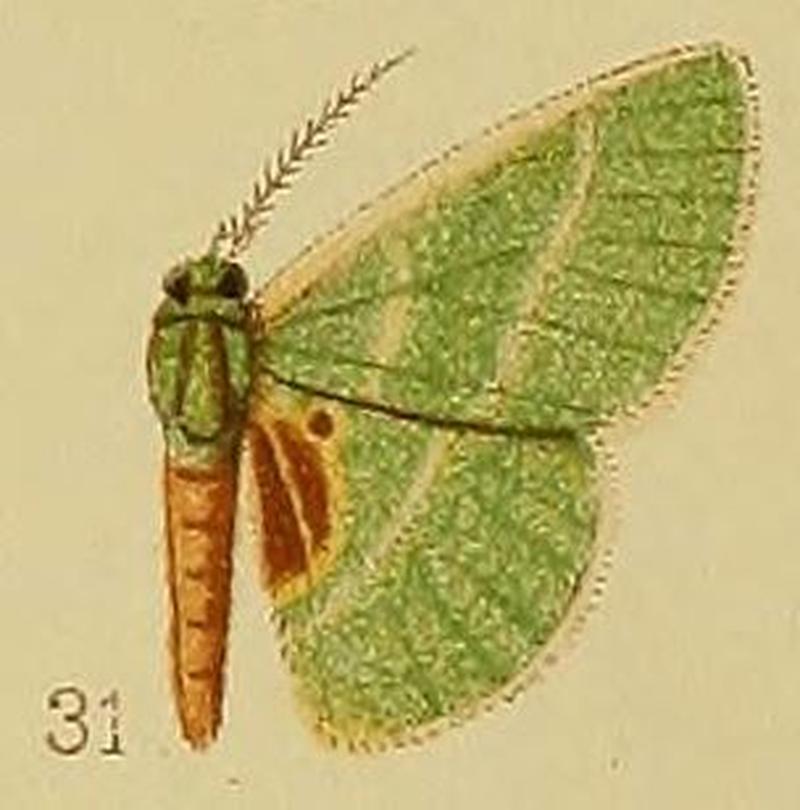 Pl.39-fig.31-Neurotoca endorhoda Hampson, 1910