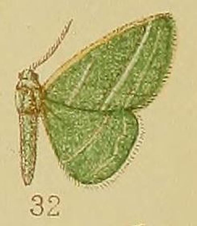 Pl.39-fig.32-Syncollesis trilineata (Hampson, 1910) (Acollesis)