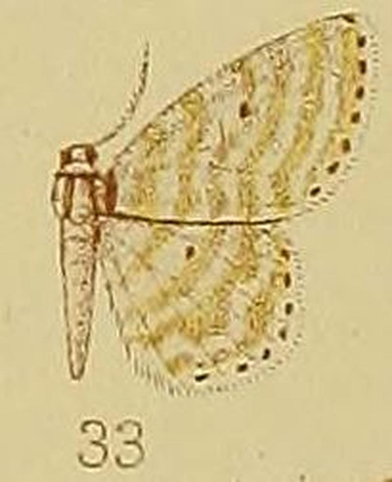 Pl.39-fig.33-Scopula glaucocyma (Hampson, 1910) (Craspedia)