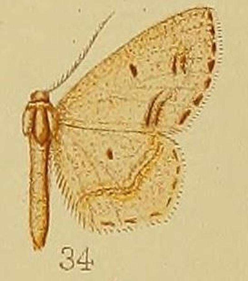 Pl.39-fig.34-Scopula natalica (Butler, 1875) (syn.C.diffusizona)