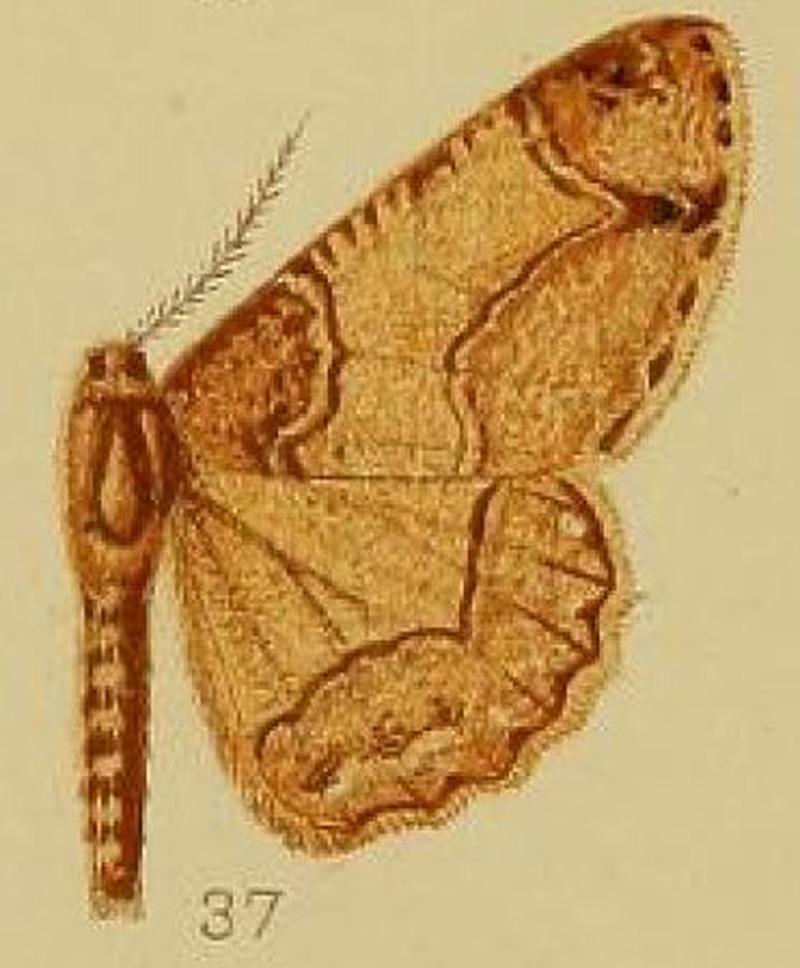 Pl.39-fig.37-Colocleora divisaria (Walker, 1860) (syn.B.acygonia)