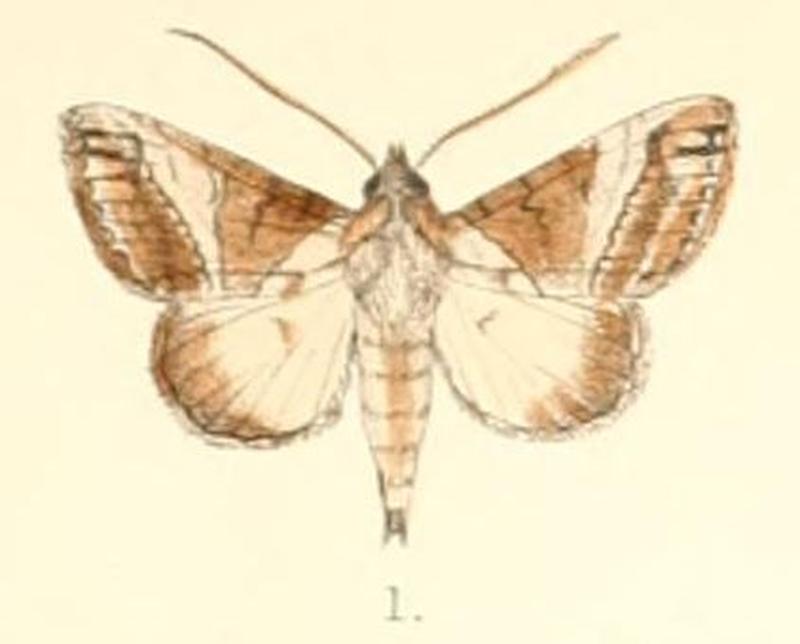 Pl.4-01-Risoba vialis Moore, 1881