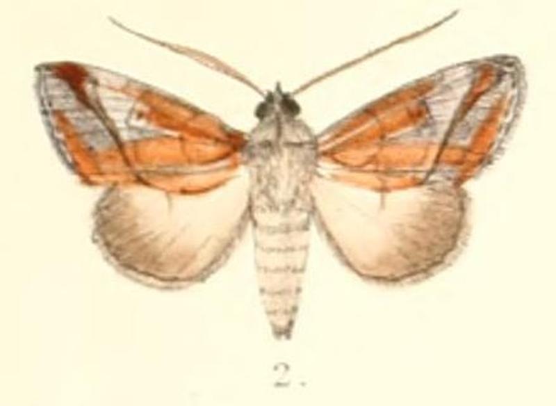 Pl.4-02-Risoba variegata (Moore, 1882) (Pitrasa)