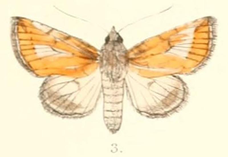 Pl.4-03-Risoba vitellina (Moore, 1882) (Pitrasa)