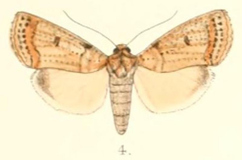 Pl.4-04-Kerala multipunctata Moore, 1882