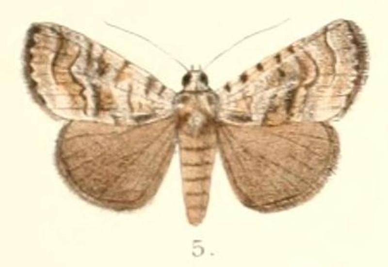 Pl.4-05-Iambia transversa (Moore, 1882) (Tycracona)