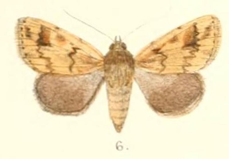 Pl.4-06-Mythimna furcifera (Moore, 1882) (Borolia)