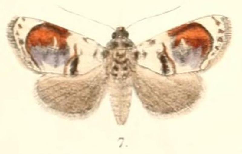 Pl.4-07-Calymera picta Moore, 1882