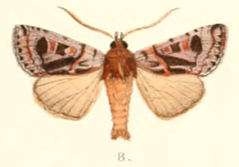 Pl.4-08-Oroplexia decorata (Moore, 1882) (Mamestra)