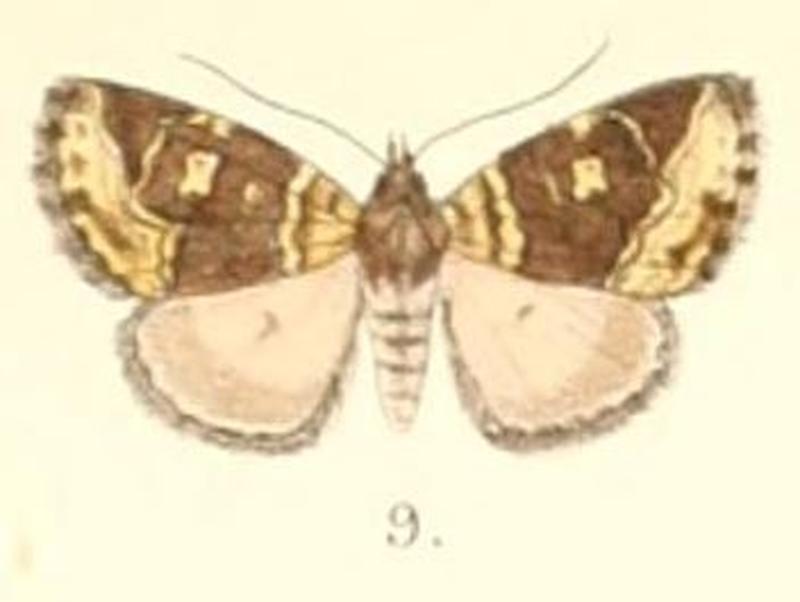 Pl.4-09-Deltote cidarioides (Moore 1882) (Motama)