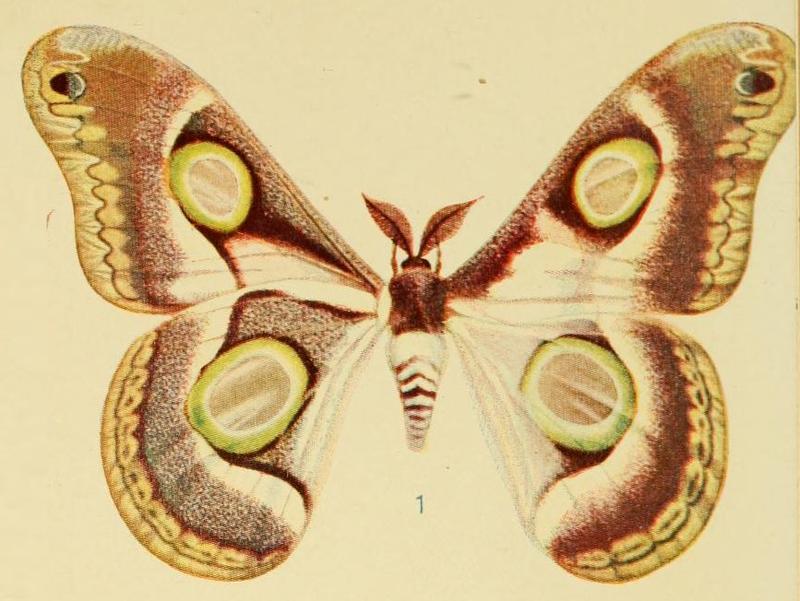 Pl.4-1-Epiphora schultzei