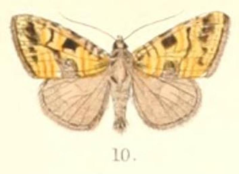 Pl.4-10-Deltote ,aurata (Moore 1882) (Motama)